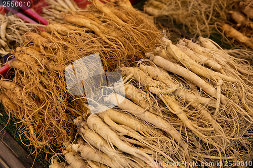 Image of Fresh ginseng