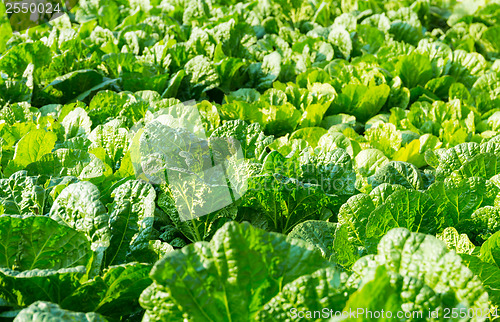 Image of Fresh lettuce in field