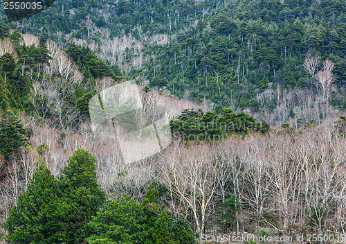 Image of Tropical forest in Autumn