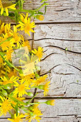 Image of wild yellow flowers