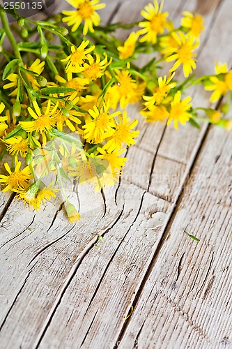 Image of wild yellow flowers