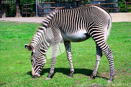 Image of Zebra