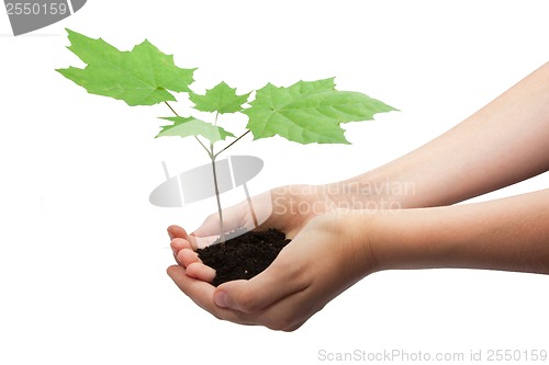 Image of Tree in hands