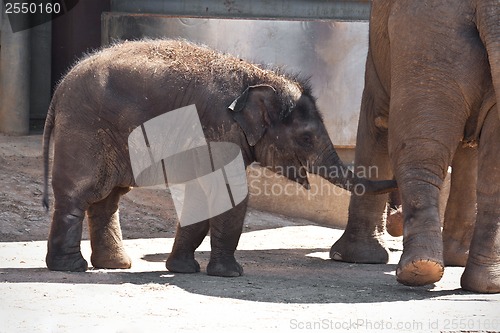 Image of Elephant