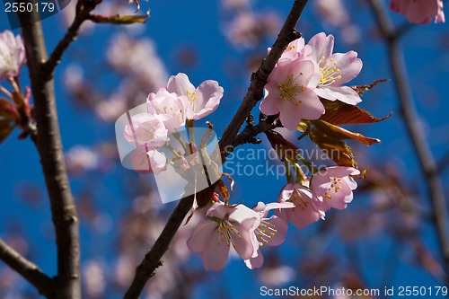 Image of Cherry blossom