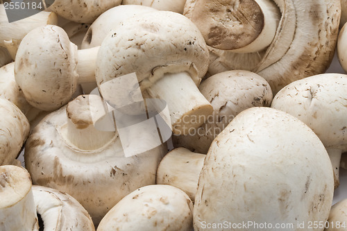 Image of Champignon mushrooms