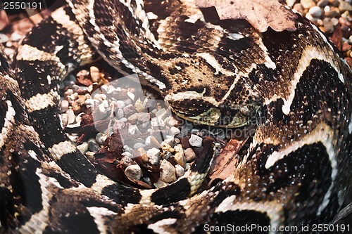 Image of Gaboon viper