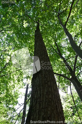 Image of Green forest