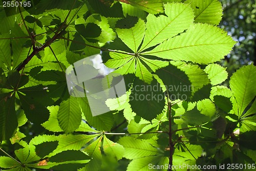 Image of Leaves background