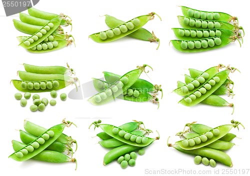 Image of Pea