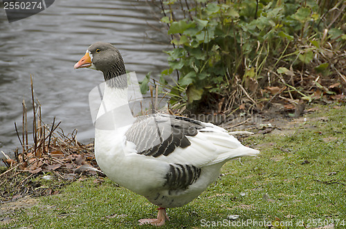 Image of Olandsgoose