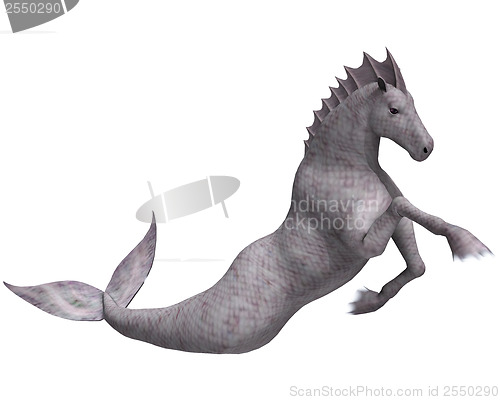 Image of Hippocampus Mermaid's Horse