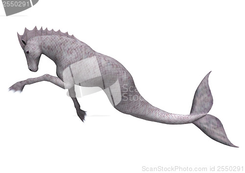 Image of Hippocampus Mermaid's Horse