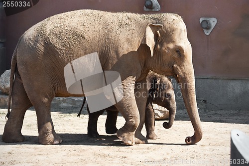 Image of Elephant