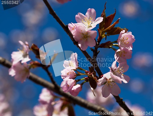 Image of Cherry blossom