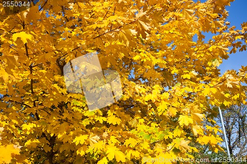 Image of Autumn