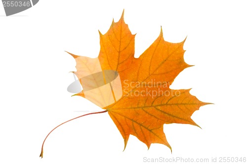 Image of Maple leaf