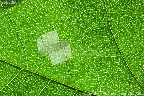 Image of Green leaf