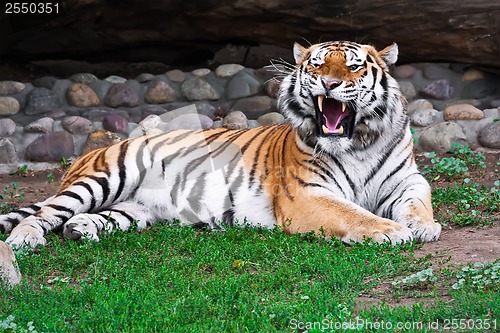 Image of Tiger