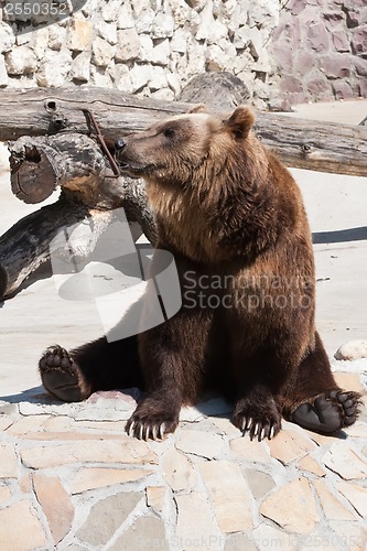 Image of Bear