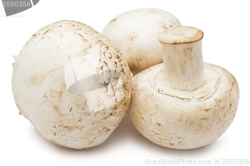 Image of Champignon mushrooms