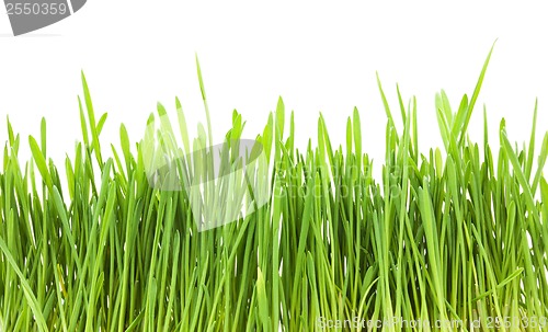 Image of Green grass