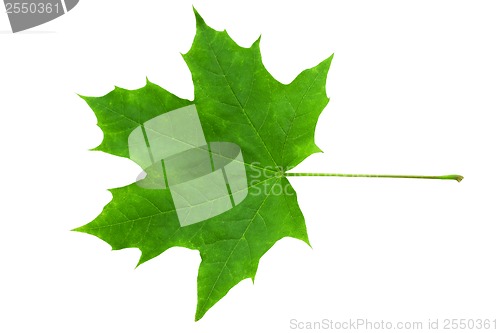 Image of Green leaf