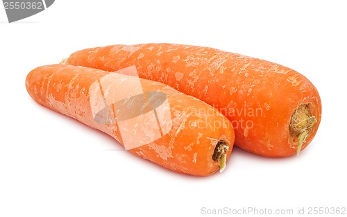 Image of Carrot