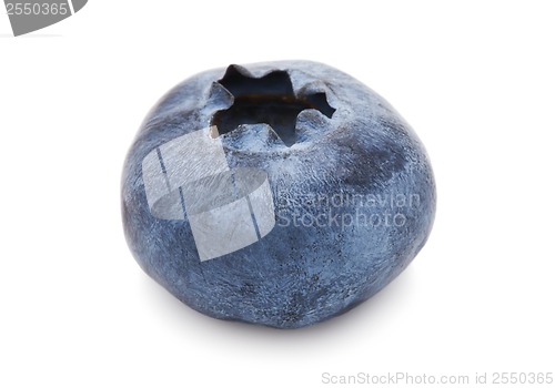 Image of Blueberry