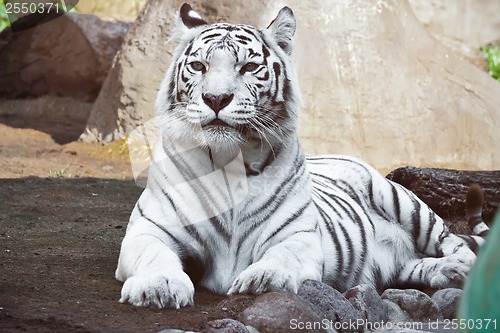 Image of White Tiger