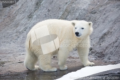 Image of Polar bear