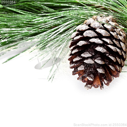Image of fir tree branch with pinecone 