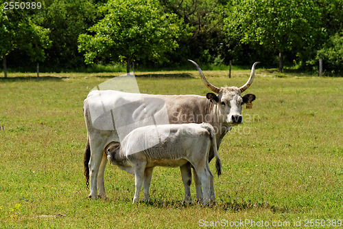Image of Gray cattle