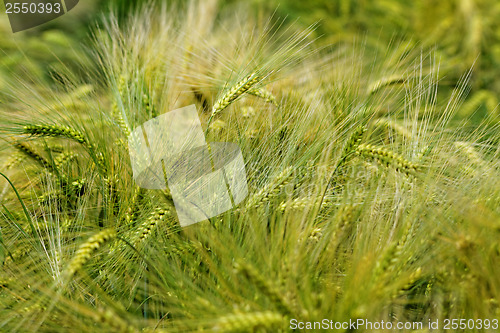 Image of Green and yellow wheat