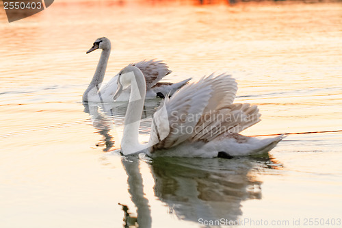 Image of Lonely swan