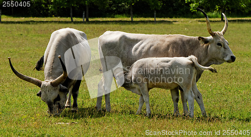 Image of Gray cattle