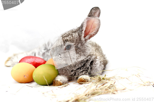 Image of Gray rabbit