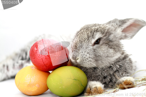 Image of Gray rabbit