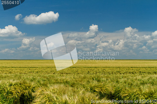 Image of Green and yellow wheat