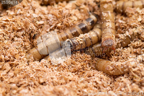 Image of Mealworms