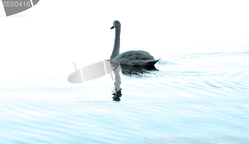 Image of Lonely swan