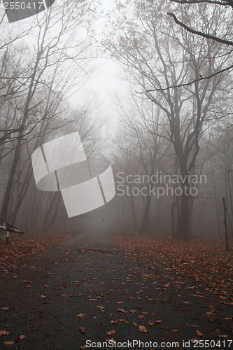 Image of Road in the foggy 