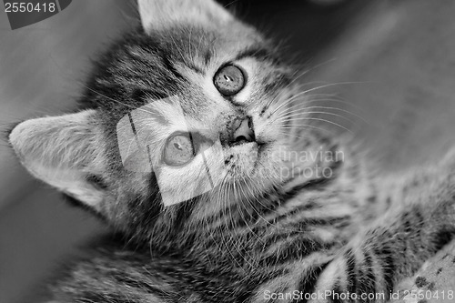 Image of Tabby kitten