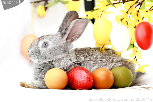Image of Gray rabbit
