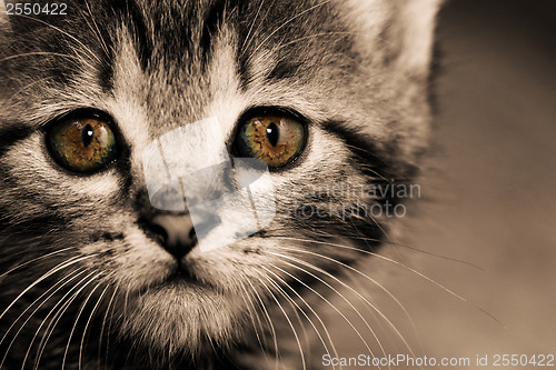 Image of Tabby kitten
