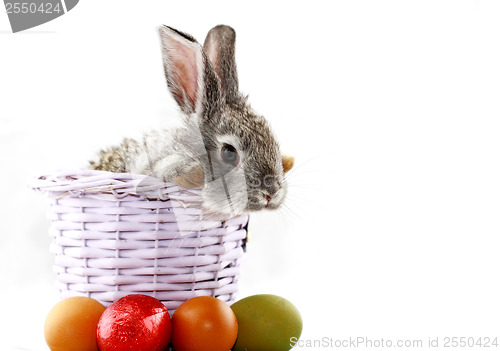 Image of Gray rabbit