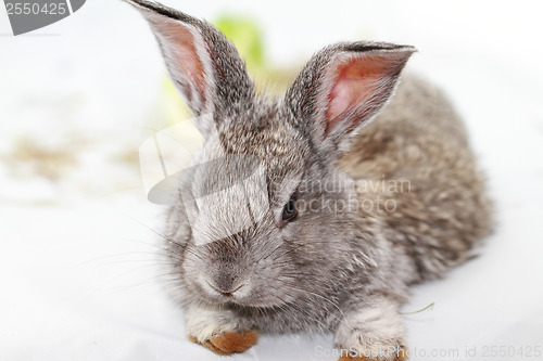 Image of Gray rabbit