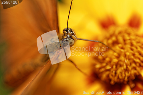 Image of Orange butterfly