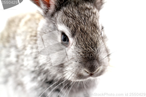 Image of Gray rabbit