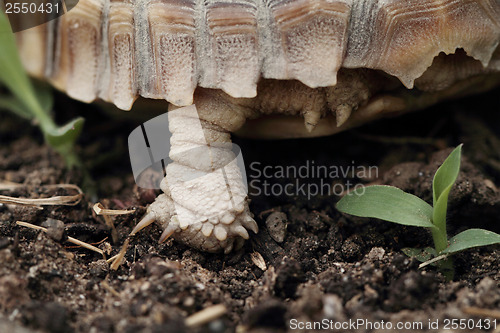 Image of African Spurred Tortoise (Sulcata)